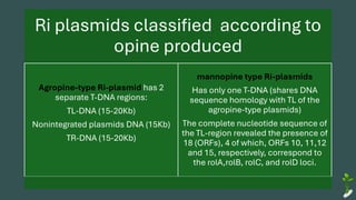 Ri plasmids classified according to
opine produced
Agropine-type Ri-plasmid has 2
separate T-DNA regions:
TL-DNA (15-20Kb)
Nonintegrated plasmids DNA (15Kb)
TR-DNA (15-20Kb)
mannopine type Ri-plasmids
Has only one T-DNA (shares DNA
sequence homology with TL of the
agropine-type plasmids)
The complete nucleotide sequence of
the TL-region revealed the presence of
18 (ORFs), 4 of which, ORFs 10, 11,12
and 15, respectively, correspond to
the rolA,rolB, rolC, and rolD loci.
 