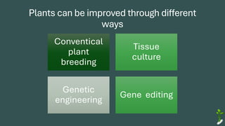 Plants can be improved through different
ways
Conventical
plant
breeding
Tissue
culture
Genetic
engineering
Gene editing
 
