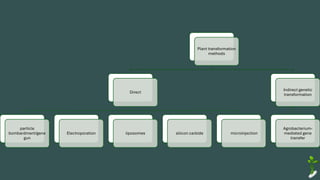Plant transformation
methods
Direct
particle
bombardment/gene
gun
Electroporation liposomes silicon carbide microinjection
Indirect genetic
transformation
Agrobacterium-
mediated gene
transfer
 