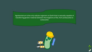 Agrobacterium is the only cellular organism on Earth that is naturally capable of
transferring genetic material between the kingdoms of life, from prokaryotes to
eukaryotes
 