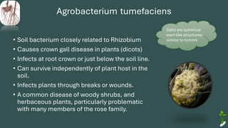 Agrobacterium tumefaciens
• Soil bacterium closely related to Rhizobium
• Causes crown gall disease in plants (dicots)
• Infects at root crown or just below the soil line.
• Can survive independently of plant host in the
soil.
• Infects plants through breaks or wounds.
• A common disease of woody shrubs, and
herbaceous plants, particularly problematic
with many members of the rose family.
Galls are spherical
wart-like structures
similar to tumors
 