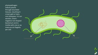 phytopathogen
infects plants
through wounded
tissues, resulting in
crown gall or hairy
root diseases. It is an
aerobic, Gram-
negative rod-shaped
bacterium and is
motile with one or as
many as six flagella
per cell
 