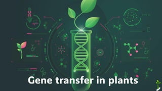 Gene transfer in plants
 