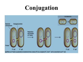 Conjugation
 