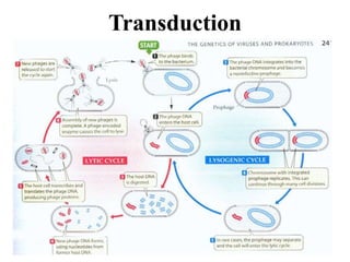 Transduction
 