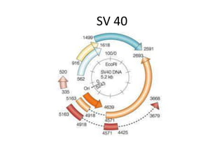 SV 40
 
