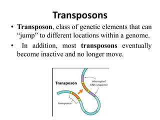 Transposons
• Transposon, class of genetic elements that can
“jump” to different locations within a genome.
• In addition, most transposons eventually
become inactive and no longer move.
 