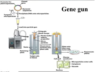 Gene gun
 
