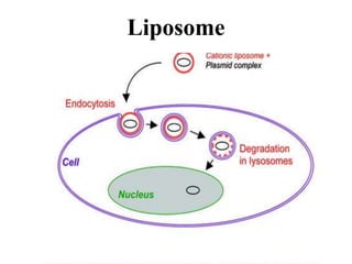 Liposome
 