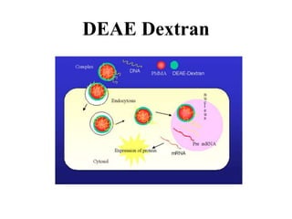 DEAE Dextran
 