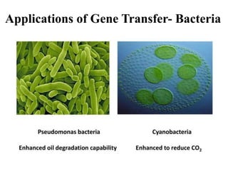 Applications of Gene Transfer- Bacteria
 