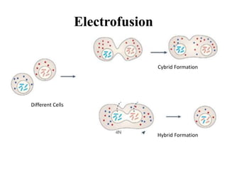 Cybrid Formation
Hybrid Formation
Different Cells
Electrofusion
 