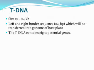 T-DNA
 Size 12 – 24 kb
 Left and right border sequence (24-bp) which will be
transferred into genome of host plant
 The T-DNA contains eight potential genes.
 