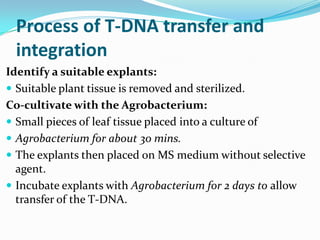 Process of T-DNA transfer and
integration
Identify a suitable explants:
 Suitable plant tissue is removed and sterilized.
Co-cultivate with the Agrobacterium:
 Small pieces of leaf tissue placed into a culture of
 Agrobacterium for about 30 mins.
 The explants then placed on MS medium without selective
agent.
 Incubate explants with Agrobacterium for 2 days to allow
transfer of the T-DNA.
 