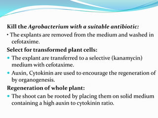 Kill the Agrobacterium with a suitable antibiotic:
• The explants are removed from the medium and washed in
cefotaxime.
Select for transformed plant cells:
 The explant are transferred to a selective (kanamycin)
medium with cefotaxime.
 Auxin, Cytokinin are used to encourage the regeneration of
by organogenesis.
Regeneration of whole plant:
 The shoot can be rooted by placing them on solid medium
containing a high auxin to cytokinin ratio.
 