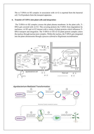 The ss T-DNA-vir D2 complex in association with vir G is exported from the bacterial
cell. Vir B products form the transport apparatus.
6. Transfer of T-DNA into plant cells and integration:
The T-DNA-vir D2 complex crosses the plant plasma membrane. In the plant cells, T-
DNA gets covered with vir E2. This covering protects the T-DNA from degradation by
nucleases; vir D2 and vir E2 interact with a variety of plant proteins which influences T-
DNA transport and integration. The T-DNA-vir D2-vir E2-plant protein complex enters
the nucleus through nuclear pore complex. Within the nucleus, the T-DNA gets integrated
into the plant chromosome through a process referred to illegitimate recombination.
 