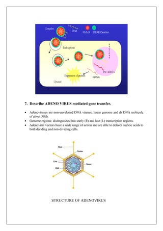 7. Describe ADENO VIRUS mediated gene transfer.
• Adenoviruses are non-enveloped DNA viruses, linear genome and ds DNA molecule
of about 36kb.
• Genome regions: distinguished into early (E) and late (L) transcription regions.
• Adenoviral vectors have a wide range of action and are able to deliver nucleic acids to
both dividing and non-dividing cells.
STRUCTURE OF ADENOVIRUS
 
