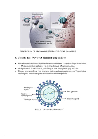 MECHANISM OF ADENOVIRUS MEDIATED GENE TRANSFER
8. Describe RETROVIRUS mediated gene transfer.
• Retroviruses are a class of enveloped viruses that contain 2 copies of single strand sense
(+) RNA genome that replicates via double stranded DNA intermediate.
• Viral genome is 7-10kb in size, containing at least three genes: gag, pol, env
• The gag gene encodes a viral structural protein, pol encodes the reverse Transcriptase
and integrase and the env gene encodes viral envelope proteins.
STRUCTURE OF RETROVIRUS
 