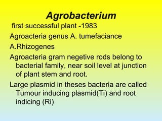 Agrobacterium
first successful plant -1983
Agroacteria genus A. tumefaciance
A.Rhizogenes
Agroacteria gram negetive rods belong to
bacterial family, near soil level at junction
of plant stem and root.
Large plasmid in theses bacteria are called
Tumour inducing plasmid(Ti) and root
indicing (Ri)
 
