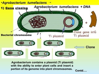 .Agrobacterium contains a plasmid (Ti plasmid)
with the ability to enter plant cells and insert a
portion of its genome into plant chromosomes.
Agrobacterium tumefaciens + DNA
Contd….Contd….
•Agrobacterium tumefaciens
Clone
1) Gene cloning
Bacterial chromosome
 