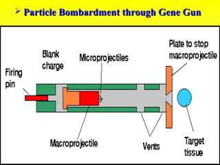  Particle Bombardment through Gene GunParticle Bombardment through Gene Gun
 