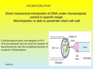 Direct mechanical introduction of DNA under microscopical
control in specific target.
Microinjection is able to penetrate intact cell wall.
03/29/16
Cells/protoplast-glass micropipette of 0.5-
10.0 µm diameter tips are used for transfer of
macromolecule into the cytoplasm/nucleus of
recipient Cell/protoplast
MICROINJECTION
 