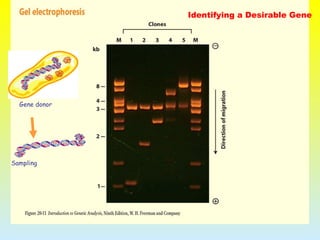 Identifying a Desirable Gene
Gene donor
Sampling
 