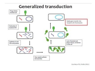 Stable gene transfer into
recipient cell chromosome
 