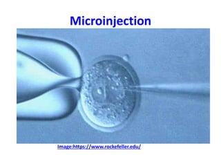 Microinjection
Image:https://www.rockefeller.edu/
 