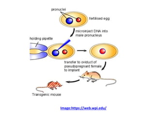 Image:https://web.wpi.edu/
 