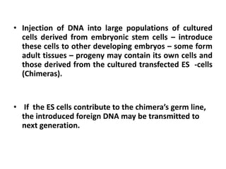 • Injection of DNA into large populations of cultured
cells derived from embryonic stem cells – introduce
these cells to other developing embryos – some form
adult tissues – progeny may contain its own cells and
those derived from the cultured transfected ES -cells
(Chimeras).
• If the ES cells contribute to the chimera’s germ line,
the introduced foreign DNA may be transmitted to
next generation.
 