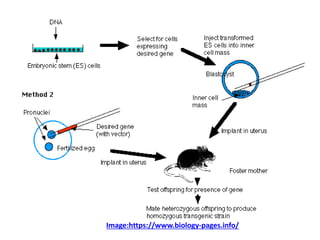Image:https://www.biology-pages.info/
 