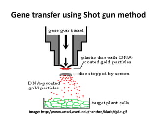 Gene transfer using Shot gun method
Image: http://www.artsci.wustl.edu/~anthro/blurb/fg8.t.gif
 