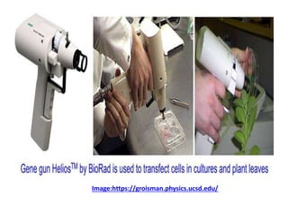 Image:https://groisman.physics.ucsd.edu/
 