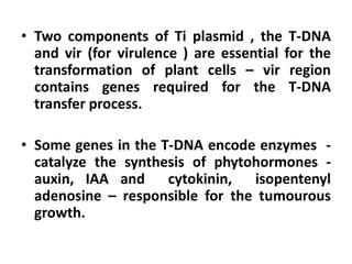 • Two components of Ti plasmid , the T-DNA
and vir (for virulence ) are essential for the
transformation of plant cells – vir region
contains genes required for the T-DNA
transfer process.
• Some genes in the T-DNA encode enzymes -
catalyze the synthesis of phytohormones -
auxin, IAA and cytokinin, isopentenyl
adenosine – responsible for the tumourous
growth.
 