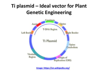 Ti plasmid – Ideal vector for Plant
Genetic Engineering
Image: https://en.wikipedia.org/
 