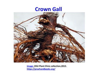 Crown Gall
Image: OSU Plant Clinic collection,2012.
https://pnwhandbooks.org/
 