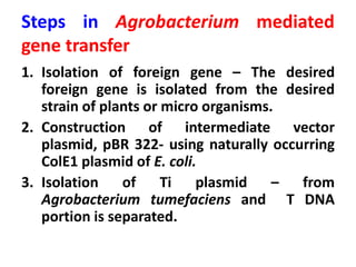 Steps in Agrobacterium mediated
gene transfer
1. Isolation of foreign gene – The desired
foreign gene is isolated from the desired
strain of plants or micro organisms.
2. Construction of intermediate vector
plasmid, pBR 322- using naturally occurring
ColE1 plasmid of E. coli.
3. Isolation of Ti plasmid – from
Agrobacterium tumefaciens and T DNA
portion is separated.
 