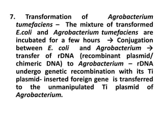 7. Transformation of Agrobacterium
tumefaciens – The mixture of transformed
E.coli and Agrobacterium tumefaciens are
incubated for a few hours → Conjugation
between E. coli and Agrobacterium →
transfer of rDNA (recombinant plasmid/
chimeric DNA) to Agrobacterium – rDNA
undergo genetic recombination with its Ti
plasmid- inserted foreign gene is transferred
to the unmanipulated Ti plasmid of
Agrobacterium.
 