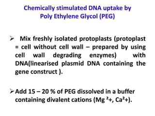 Chemically stimulated DNA uptake by
Poly Ethylene Glycol (PEG)
 Mix freshly isolated protoplasts (protoplast
= cell without cell wall – prepared by using
cell wall degrading enzymes) with
DNA(linearised plasmid DNA containing the
gene construct ).
Add 15 – 20 % of PEG dissolved in a buffer
containing divalent cations (Mg ²+, Ca²+).
 