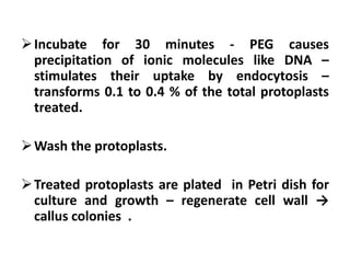 Incubate for 30 minutes - PEG causes
precipitation of ionic molecules like DNA –
stimulates their uptake by endocytosis –
transforms 0.1 to 0.4 % of the total protoplasts
treated.
Wash the protoplasts.
Treated protoplasts are plated in Petri dish for
culture and growth – regenerate cell wall →
callus colonies .
 