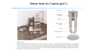 Gene transfer techniques in biotechnology | PPT