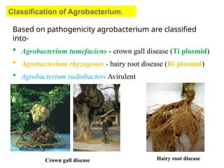 Gene transfer techniques Feb,,, 2019.pptx
