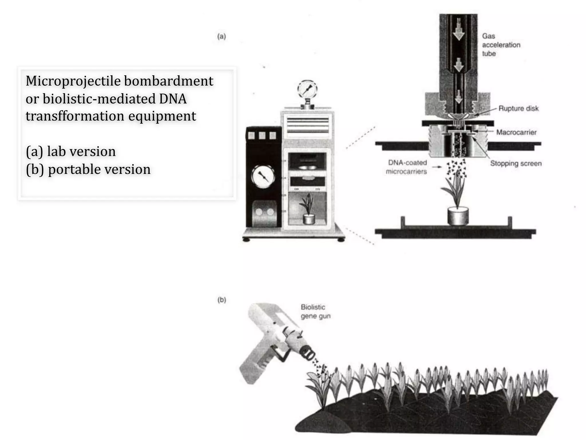Microprojectile bombardment
or biolistic-mediated DNA
transfformation equipment
(a) lab version
(b) portable version
 