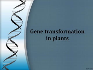 Gene transformation
in plants
 