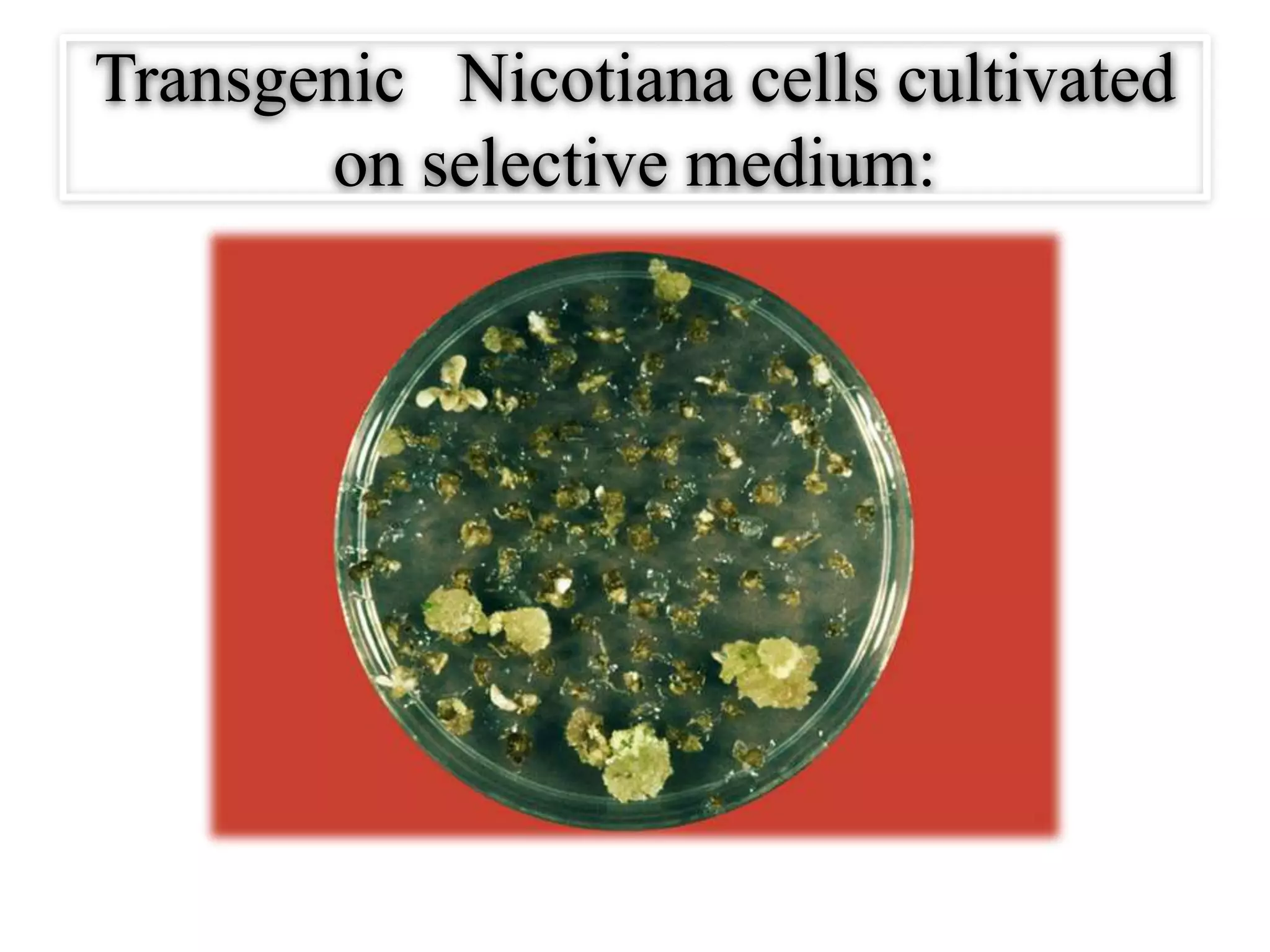 Transgenic Nicotiana cells cultivated
on selective medium:
 