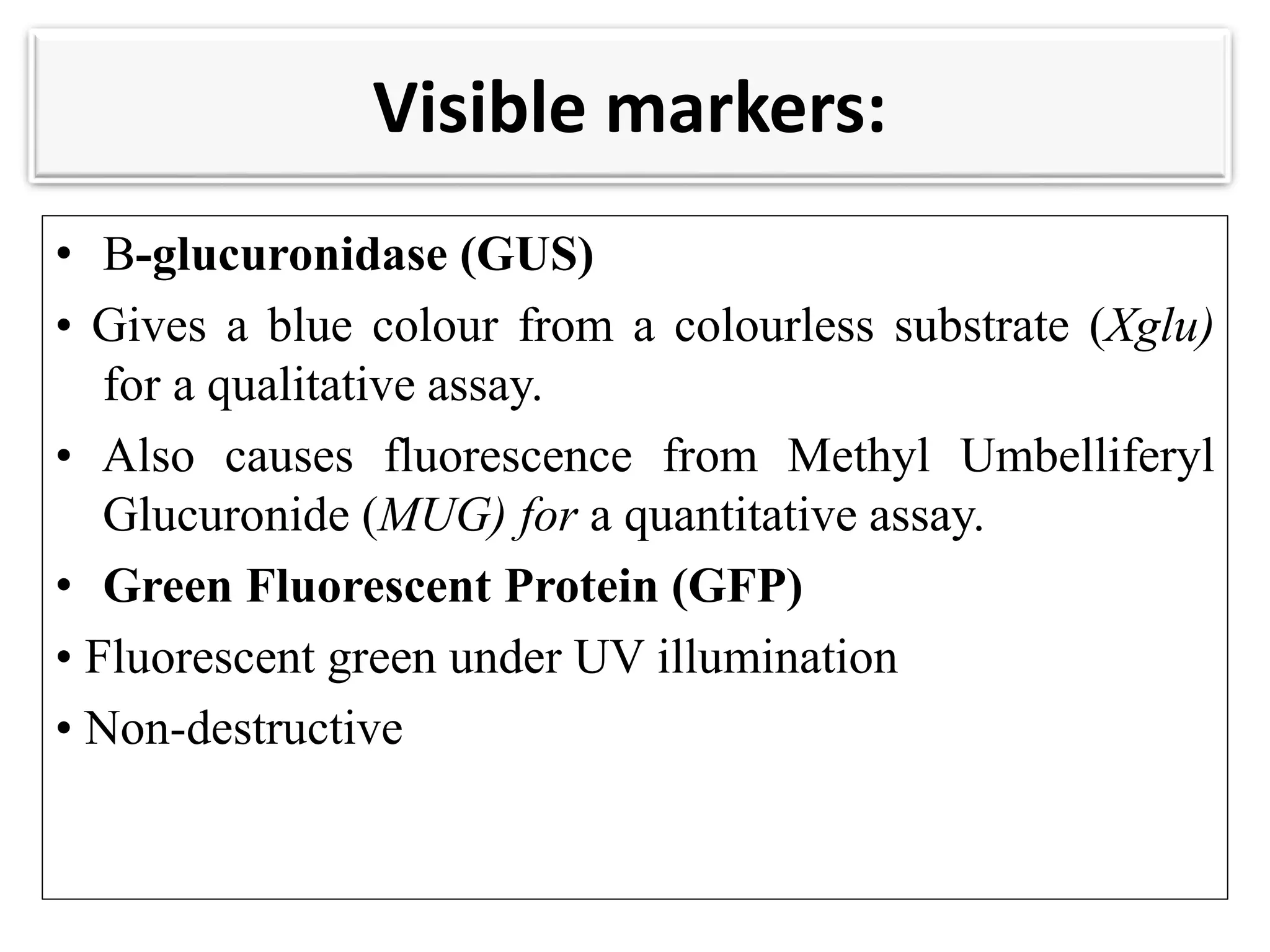 Visible markers:
• Β-glucuronidase (GUS)
• Gives a blue colour from a colourless substrate (Xglu)
for a qualitative assay.
• Also causes fluorescence from Methyl Umbelliferyl
Glucuronide (MUG) for a quantitative assay.
• Green Fluorescent Protein (GFP)
• Fluorescent green under UV illumination
• Non-destructive
 