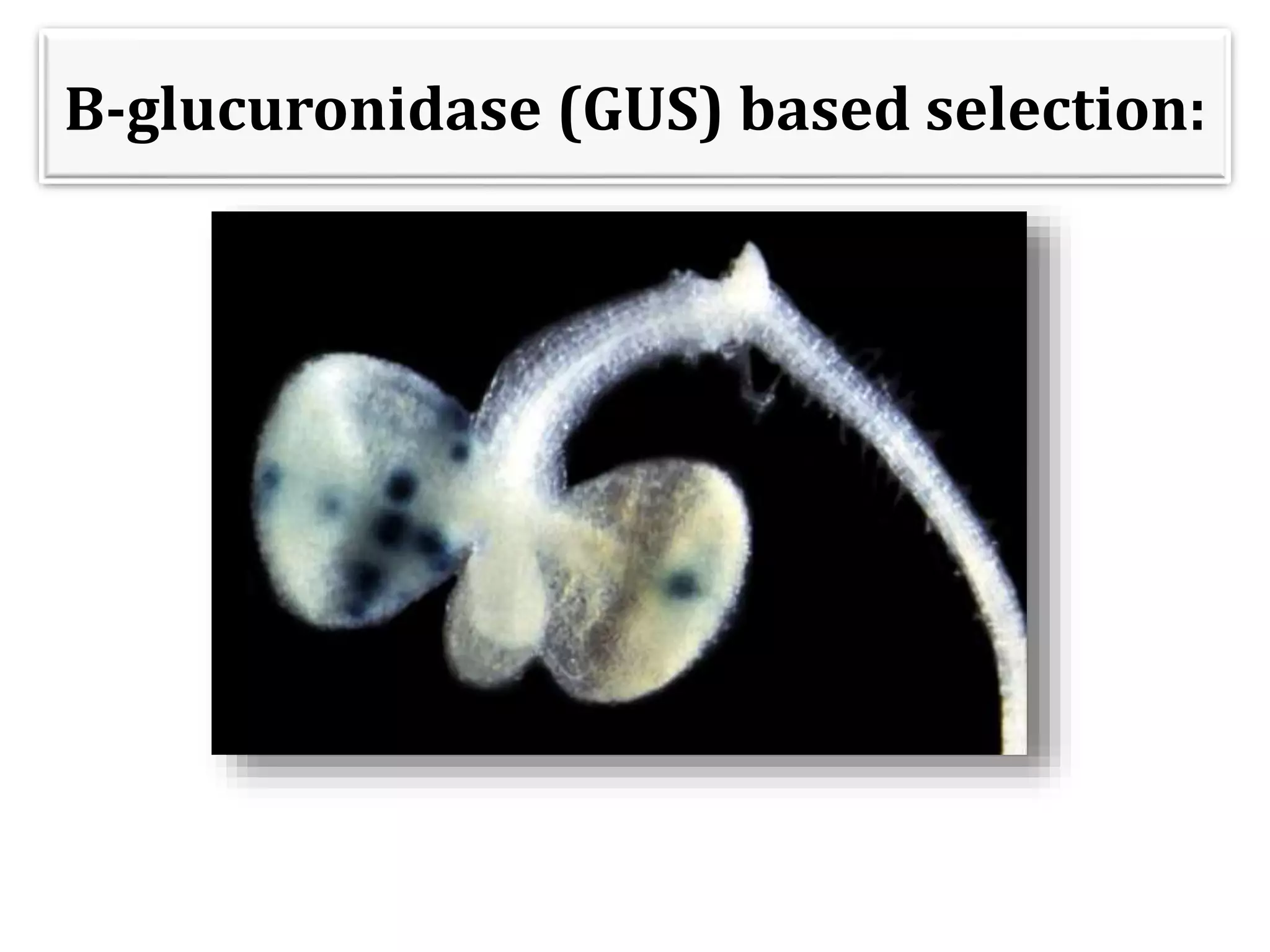 B-glucuronidase (GUS) based selection:
 