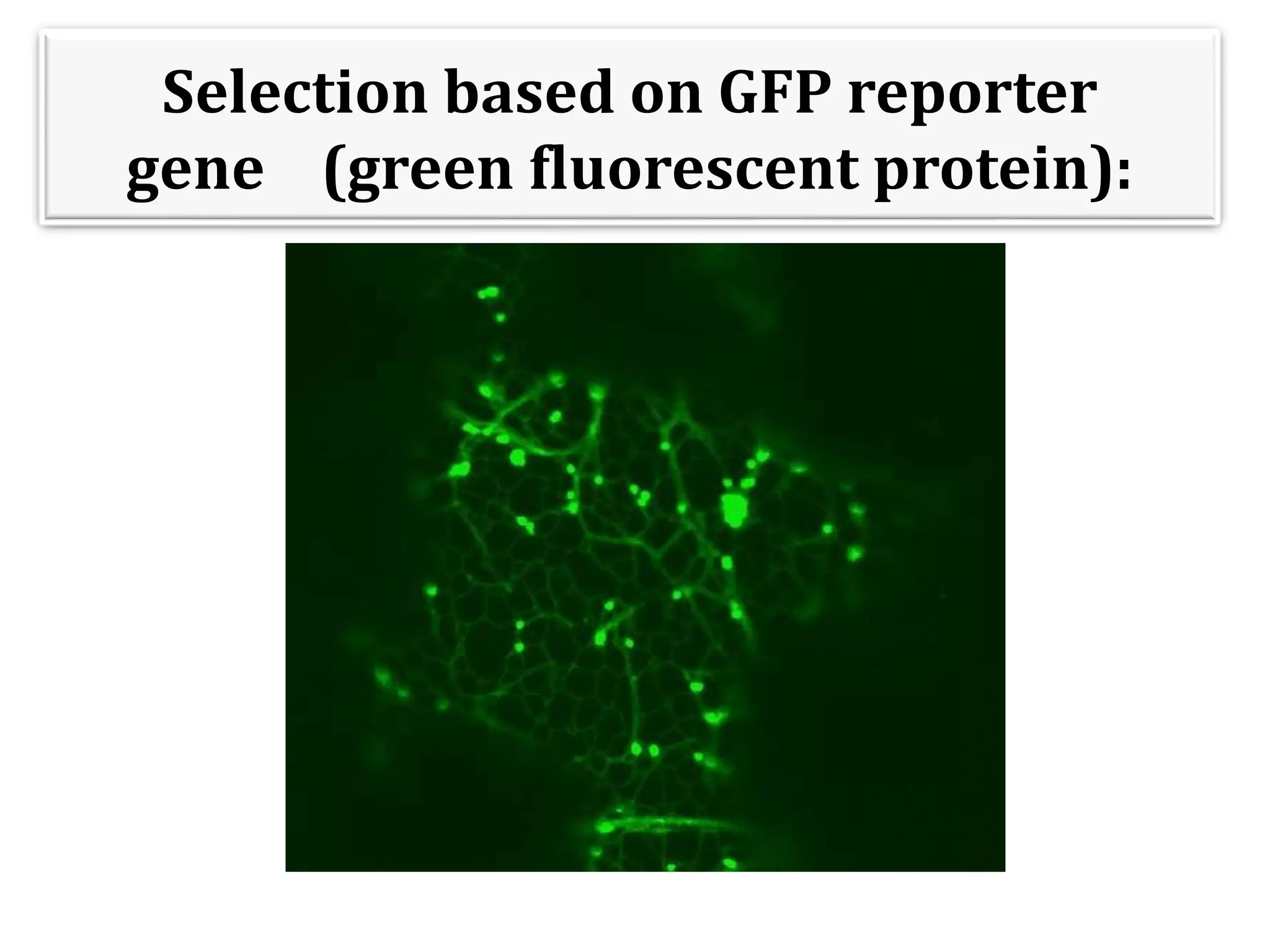 Selection based on GFP reporter
gene (green fluorescent protein):
 