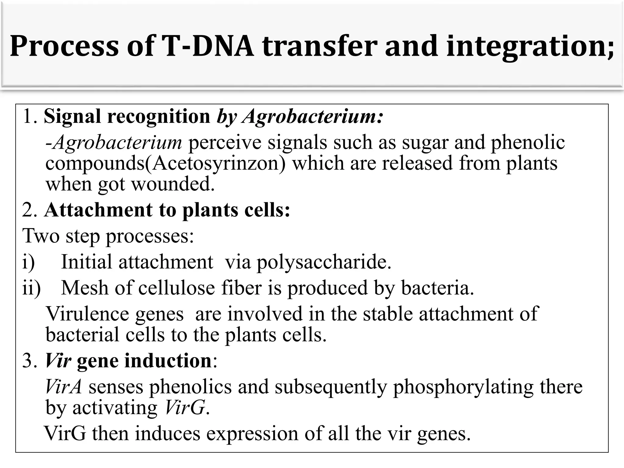 Process of T-DNA transfer and integration;
1. Signal recognition by Agrobacterium:
-Agrobacterium perceive signals such as sugar and phenolic
compounds(Acetosyrinzon) which are released from plants
when got wounded.
2. Attachment to plants cells:
Two step processes:
i) Initial attachment via polysaccharide.
ii) Mesh of cellulose fiber is produced by bacteria.
Virulence genes are involved in the stable attachment of
bacterial cells to the plants cells.
3. Vir gene induction:
VirA senses phenolics and subsequently phosphorylating there
by activating VirG.
VirG then induces expression of all the vir genes.
 